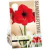 Amaryllis Red Lion