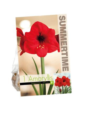Amaryllis Red Lion