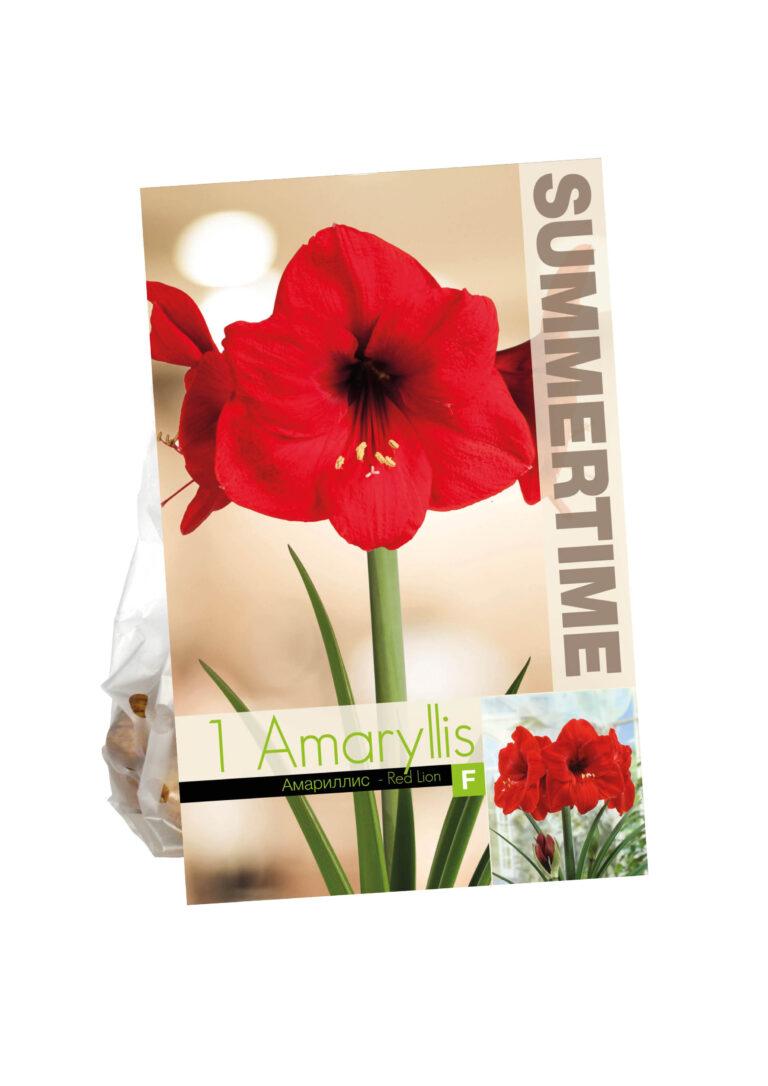 Amaryllis Red Lion