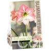 Amaryllis Apple Blossom
