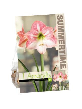 Amaryllis Apple Blossom