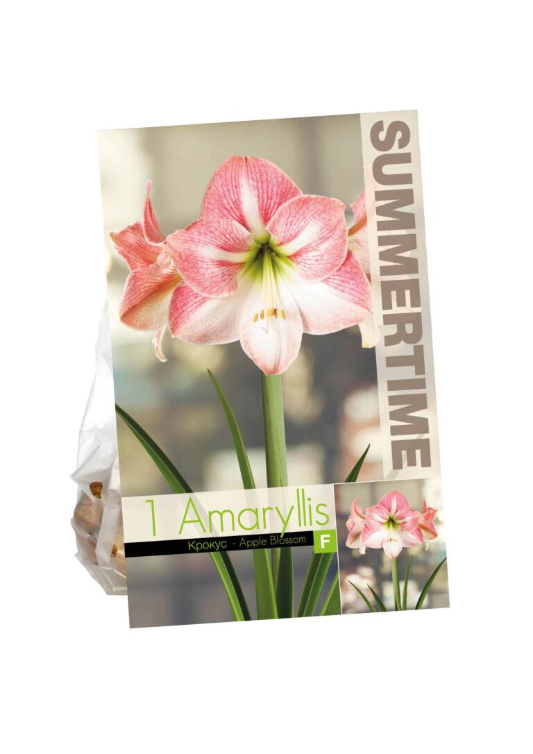 Amaryllis Apple Blossom