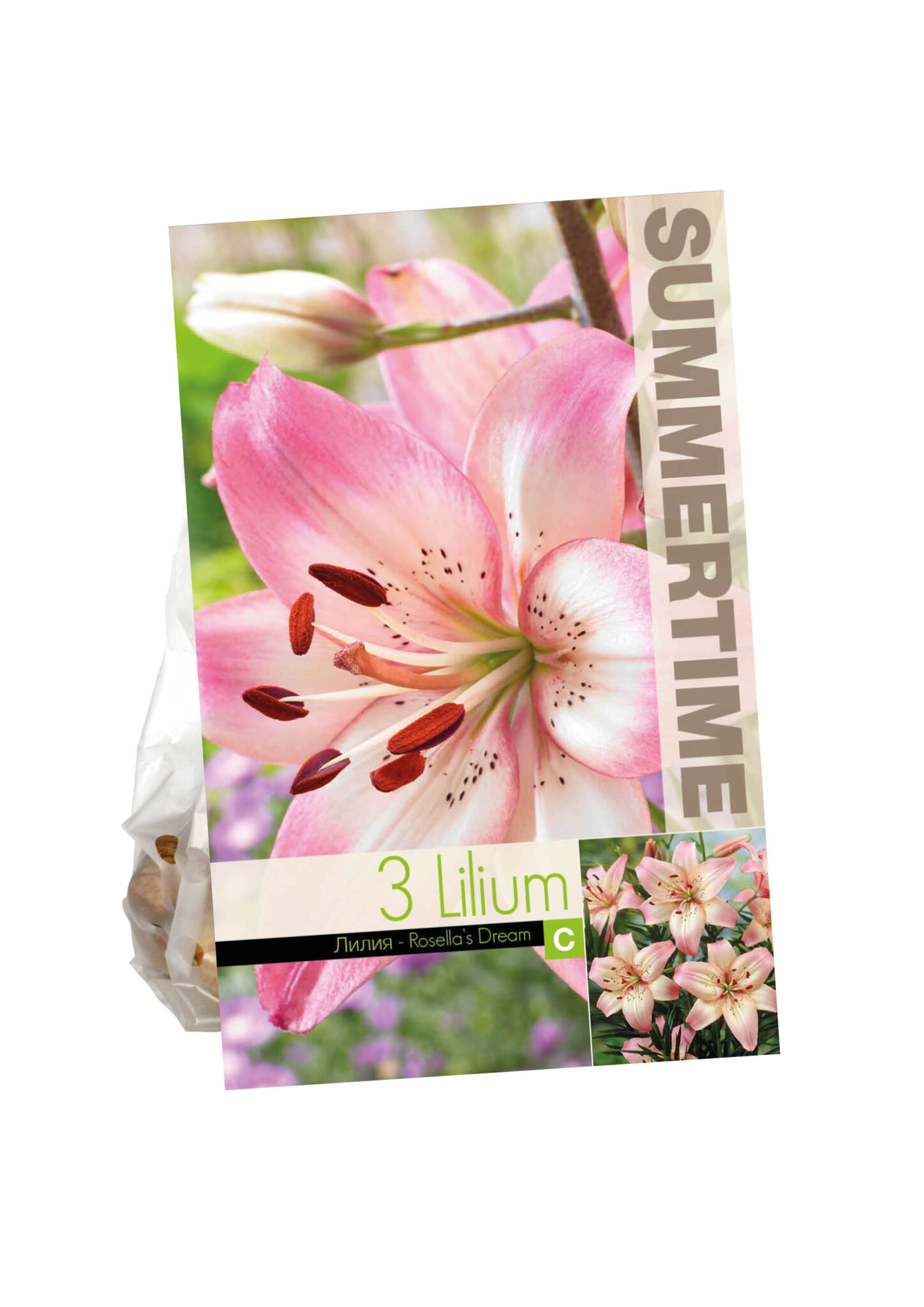 Lilium Rosella's Dream