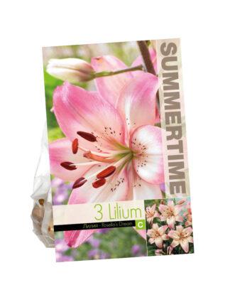 Lilium Rosella's Dream