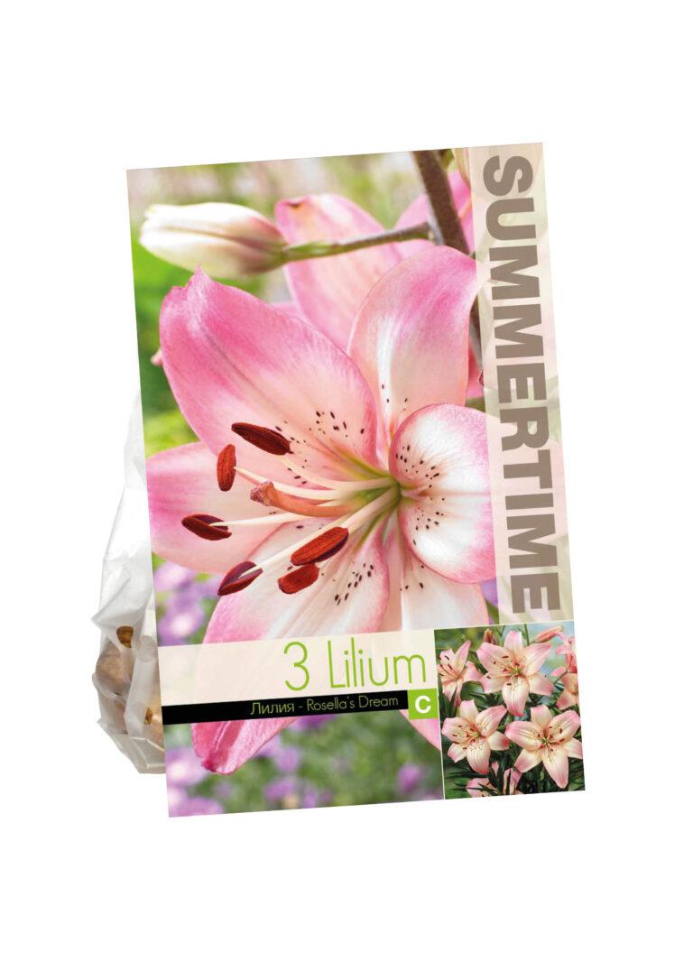 Lilium Rosella's Dream