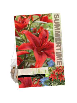 Lilium Red County