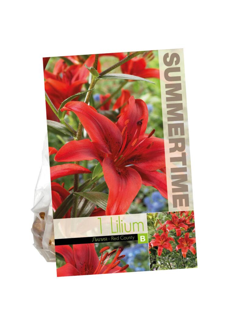 Lilium Red County