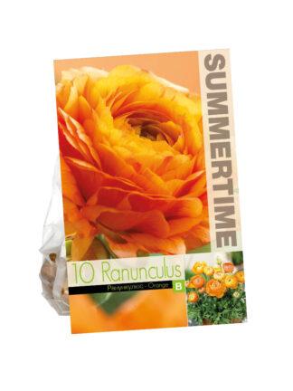 Ranunculus Orange