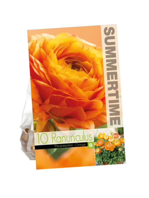 Ranunculus Orange