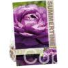 Ranunculus Purple
