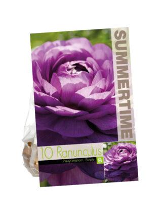 Ranunculus Purple