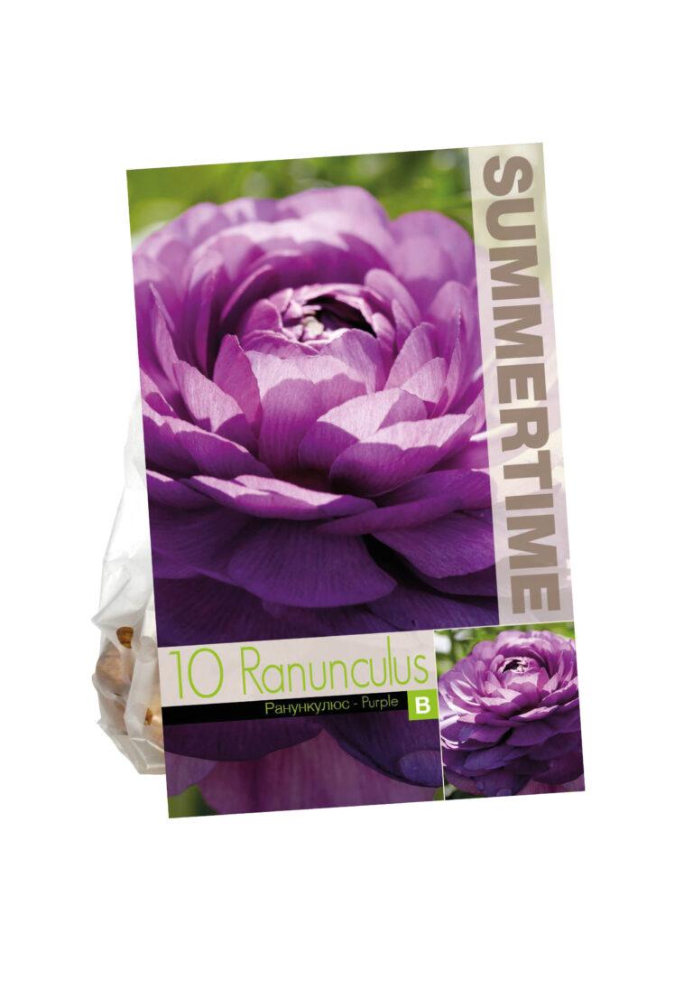 Ranunculus Purple