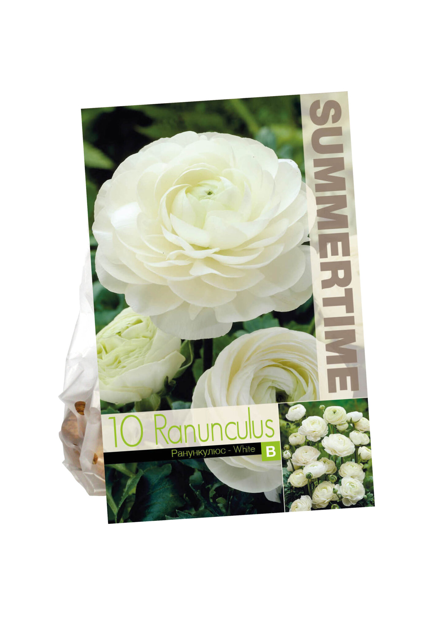 Ranunculus White