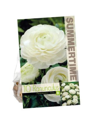 Ranunculus White