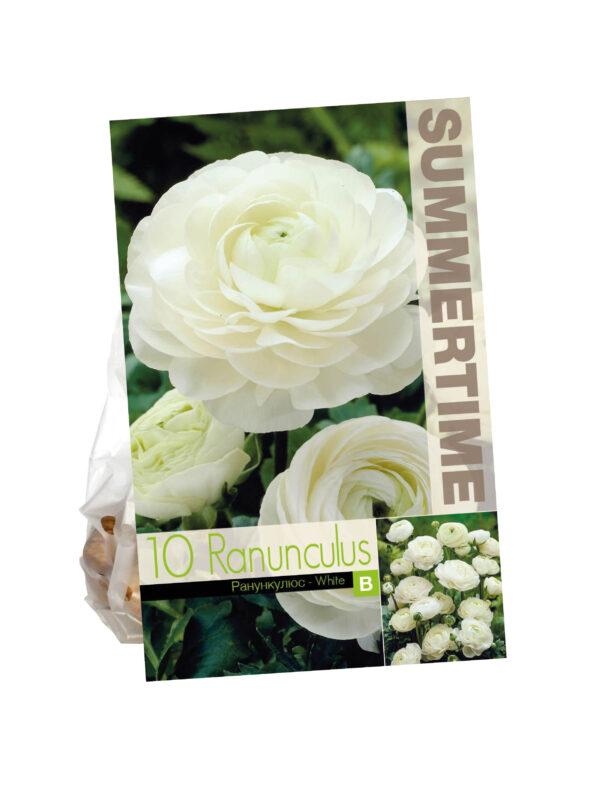 Ranunculus White