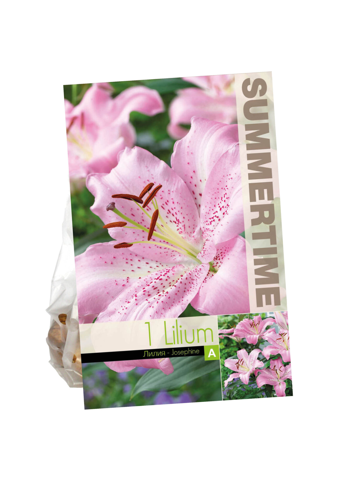 Lilium Josephine