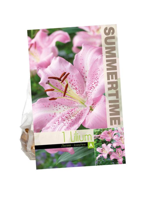 Lilium Josephine
