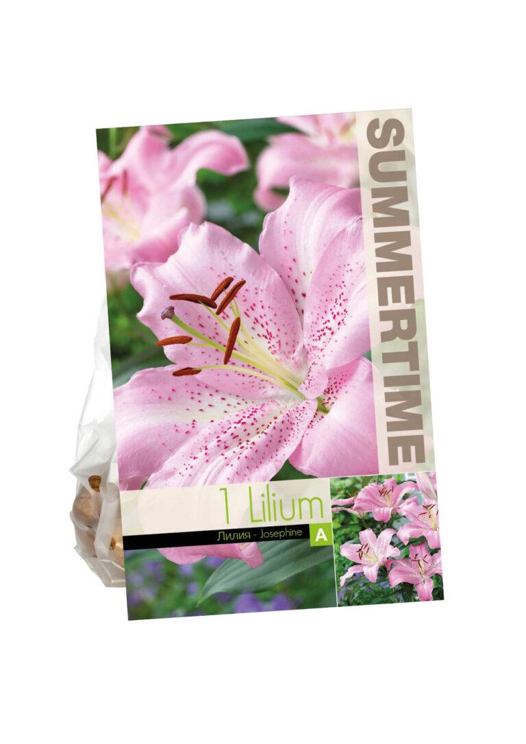 Lilium Josephine