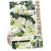 Lilium Pretty Woman