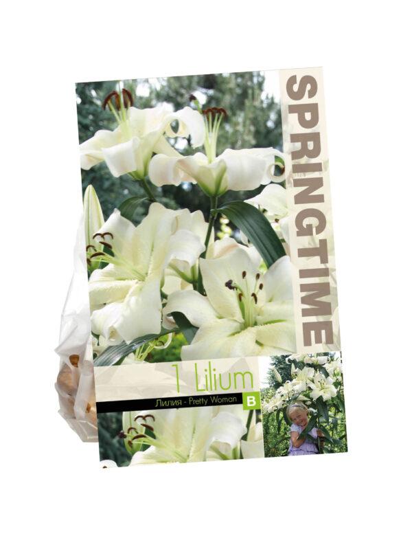 Lilium Pretty Woman