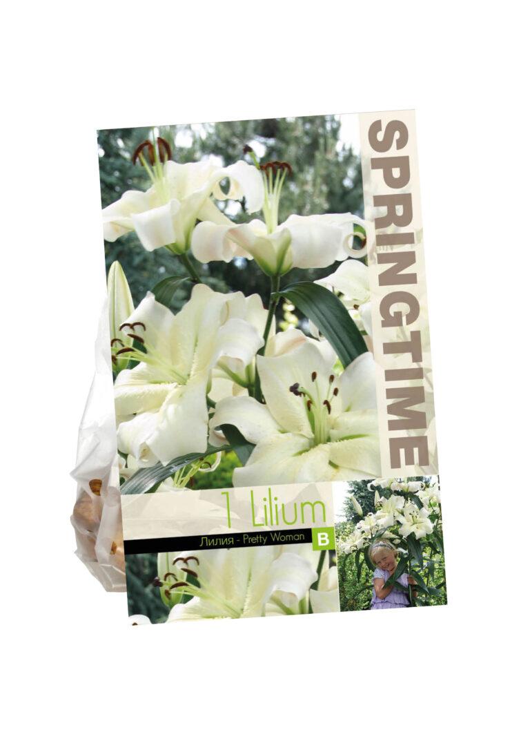 Lilium Pretty Woman