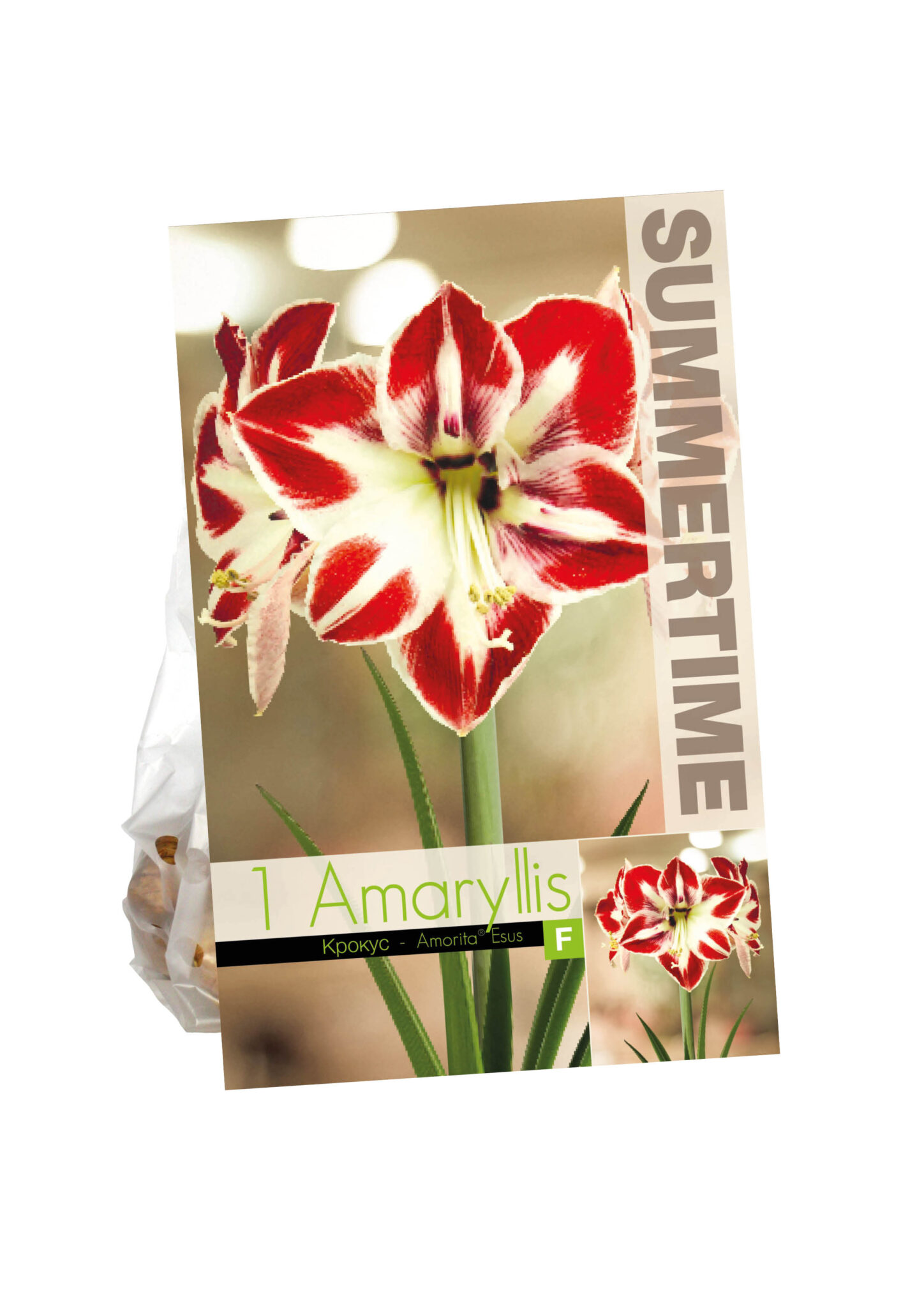 Amaryllis Amorita Esus