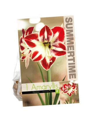 Amaryllis Amorita Esus