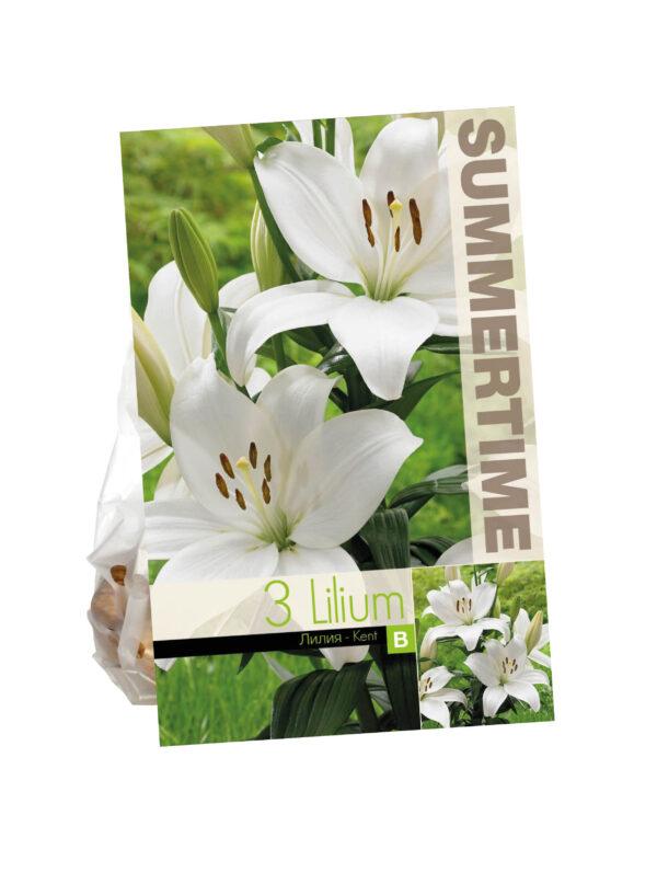 Lilium Kent