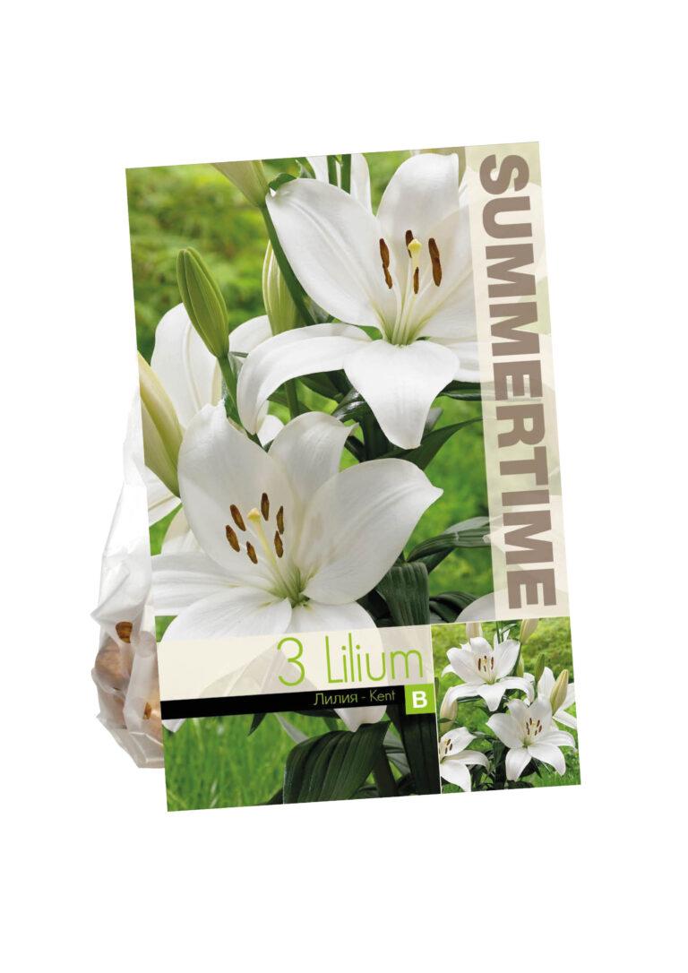 Lilium Kent