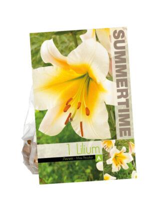 Lilium Miss Peculiar