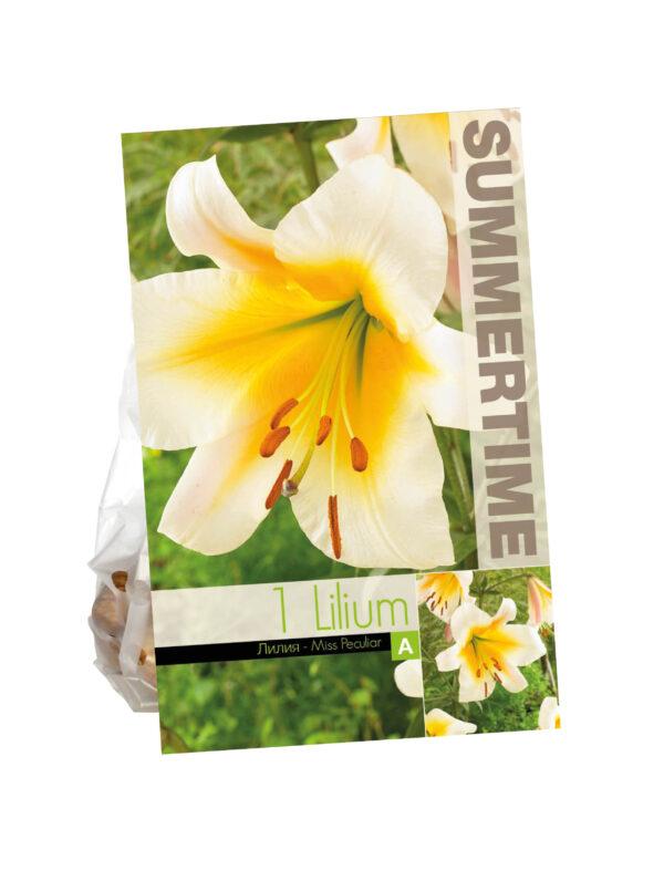 Lilium Miss Peculiar