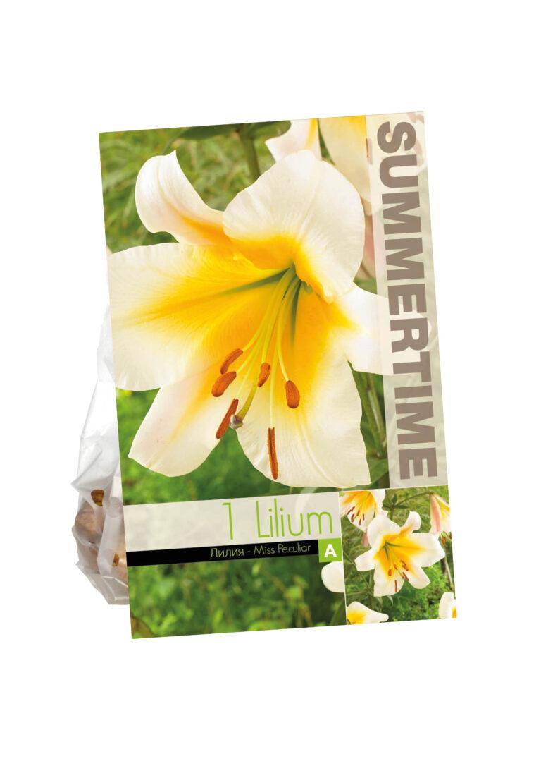 Lilium Miss Peculiar