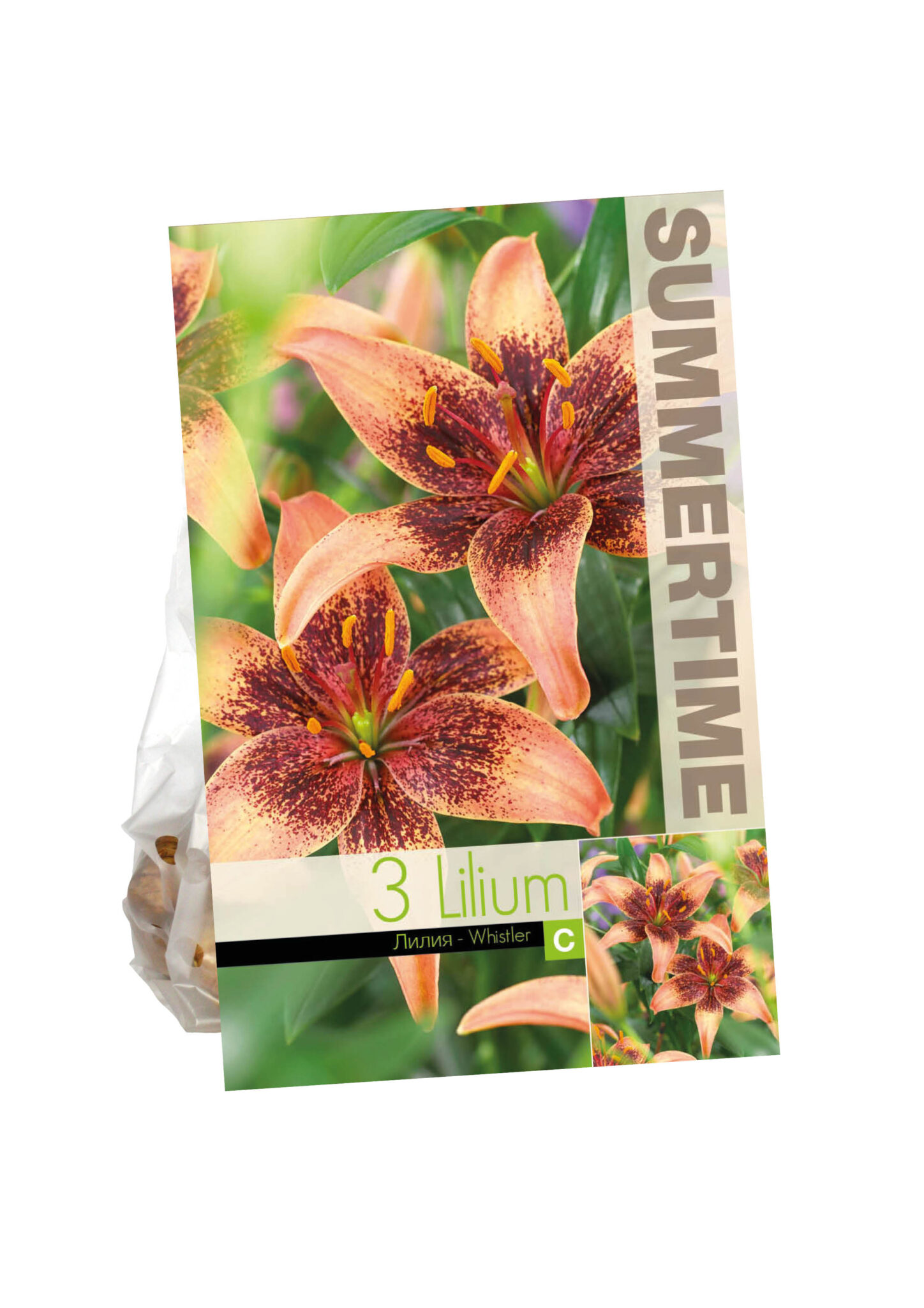 Lilium Whistler