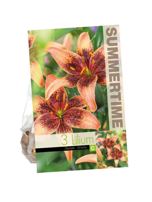 Lilium Whistler
