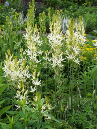 Camassia Leichtlinii Alba - bag