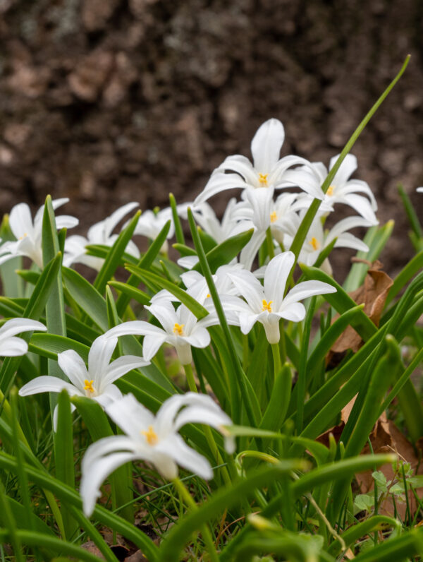 Chionodoxa Luciliae - bag