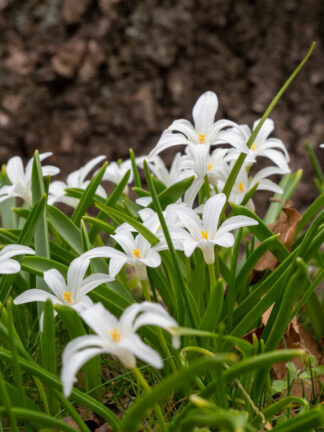 Chionodoxa Alba - bag