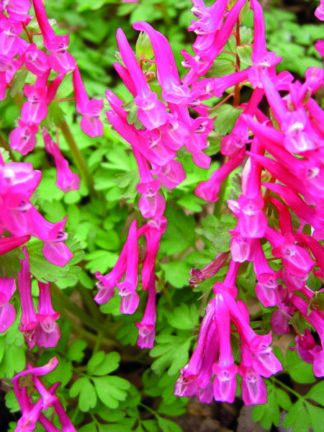 Corydalis Beth Evans - case