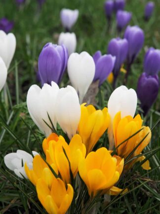 Crocus Mixed Botanical - bag