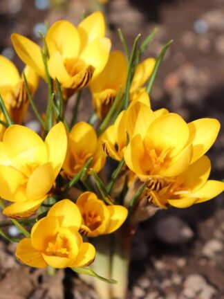 Crocus Fuscotinctus - bag