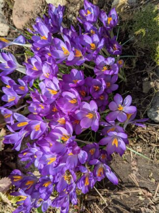 Crocus Flower Record - bag