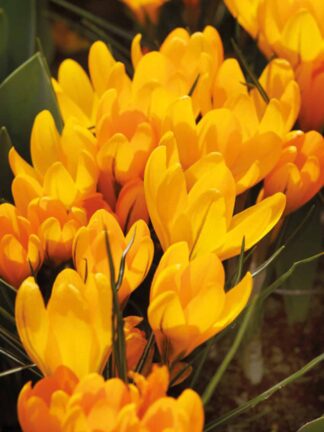 Crocus Golden Yellow - bag
