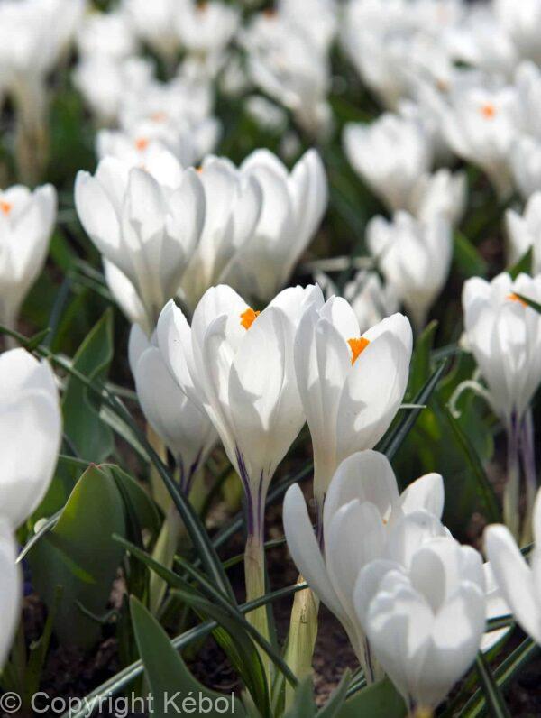 Crocus Jeanne d'Arc