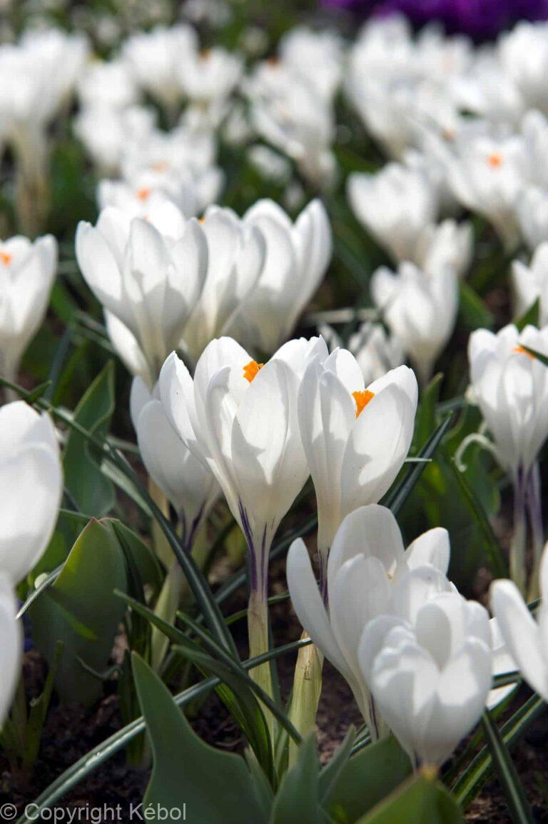Crocus Jeanne d'Arc