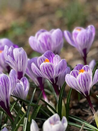 Crocus King Of The Striped - bag