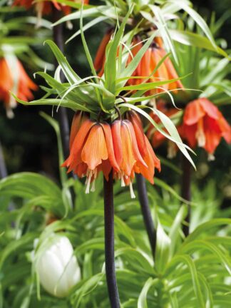 Fritillaria Imp. Aurora