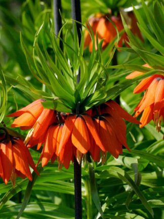 Fritillaria Imp. Rubra - bag