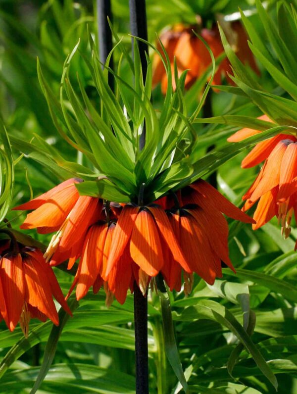 Fritillaria Imp. Rubra