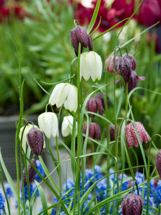 Fritillaria Meleagris Mixed
