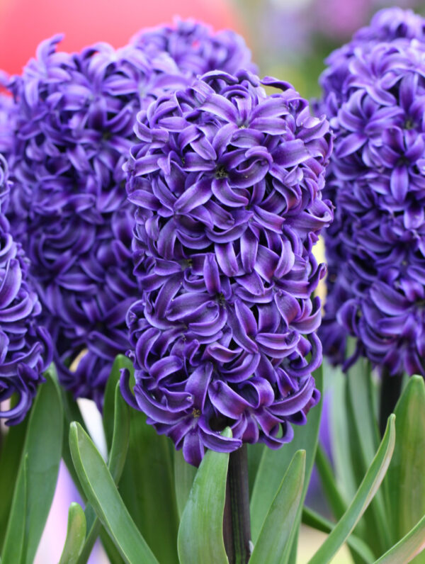Hyacinthus Blue Trophy